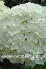 Hortensja krzewiasta Hydrangea arborescens 'Anabelle'