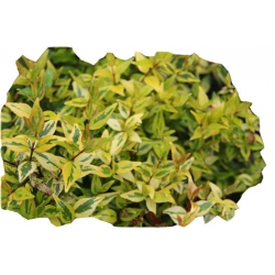 krzewy Abelia wielkokwiatowa K131