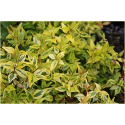 krzewy Abelia wielkokwiatowa K131