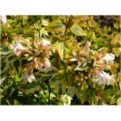 krzewy Abelia wielkokwiatowa K131