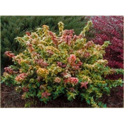 krzewy Abelia wielkokwiatowa K131