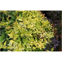 krzewy Abelia wielkokwiatowa K131