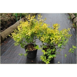 krzewy Abelia wielkokwiatowa K131