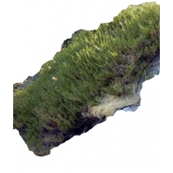 krzewy Bażyna Czarna K230