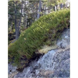 krzewy Bażyna Czarna K230