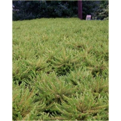 krzewy Bażyna Czarna K230