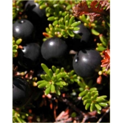 krzewy Bażyna Czarna K230