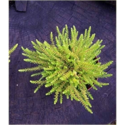 krzewy Bażyna Czarna K230