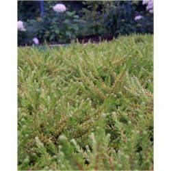 krzewy Bażyna Czarna K230