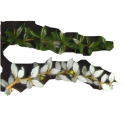 krzewy Berberys gruczołkowaty K129