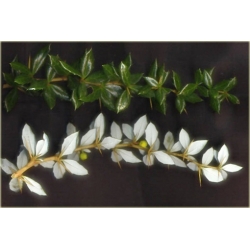 krzewy Berberys gruczołkowaty K129