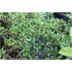 krzewy Berberys gruczołkowaty K129