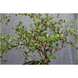 krzewy Berberys gruczołkowaty K129