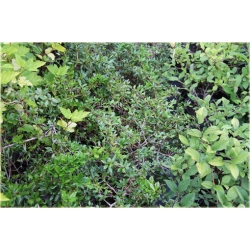 krzewy Berberys gruczołkowaty K129