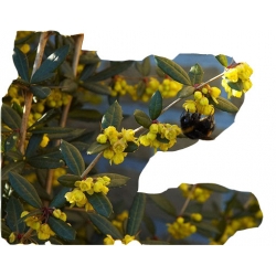 krzewy Berberys Juliany Berberis K98