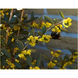 krzewy Berberys Juliany Berberis K98