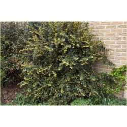 krzewy Berberys Juliany Berberis K98