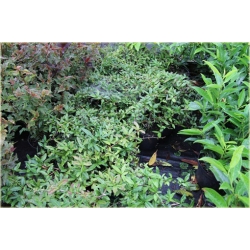 krzewy Berberys Juliany Berberis K98