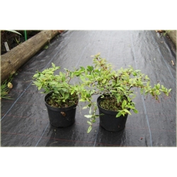 krzewy Berberys Juliany Berberis K98