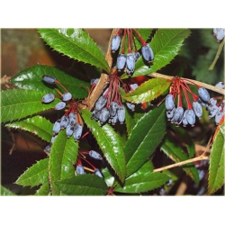 krzewy Berberys Juliany Berberis K98