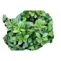 krzewy Berberys pośredni Green Jewel K137