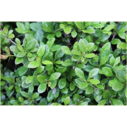 krzewy Berberys pośredni Green Jewel K137