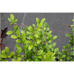 krzewy Berberys pośredni Green Jewel K137