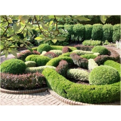 krzewy Berberys pośredni Green Jewel K137