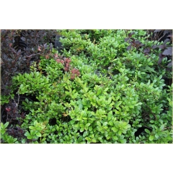 krzewy Berberys pośredni Green Jewel K137