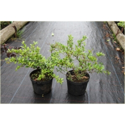 krzewy Berberys pośredni Green Jewel K137