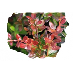 krzewy Berberys pośredni Red K133