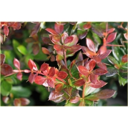 krzewy Berberys pośredni Red K133