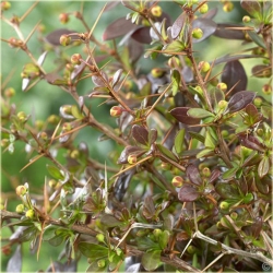 krzewy Berberys pośredni Red K133