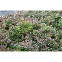 krzewy Berberys pośredni Red K133