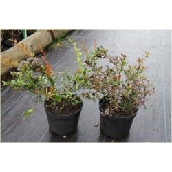 krzewy Berberys pośredni Red K133