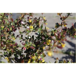 krzewy Berberys pośredni Red K133