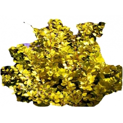 krzewy Berberys Thunberga Aurea K207