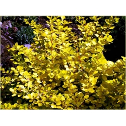 krzewy Berberys Thunberga Aurea K207