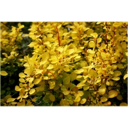 krzewy Berberys Thunberga Aurea K207