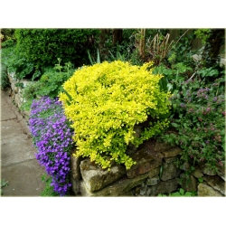 krzewy Berberys Thunberga Aurea K207