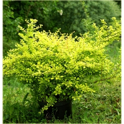 krzewy Berberys Thunberga Aurea K207
