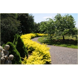 krzewy Berberys Thunberga Aurea K207