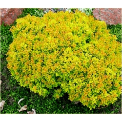 krzewy Berberys Thunberga Aurea K207