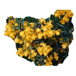 krzewy Berberys wąskolistny K222