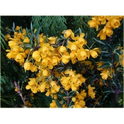 krzewy Berberys wąskolistny K222