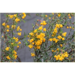 krzewy Berberys wąskolistny K222