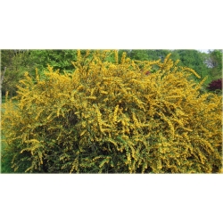 krzewy Berberys wąskolistny K222