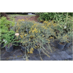 krzewy Berberys wąskolistny K222