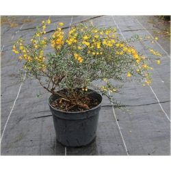 krzewy Berberys wąskolistny K222