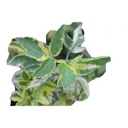 krzewy Bez czarny Madonna K114